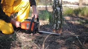 Best Tree Maintenance Programs  in Seymour, TX