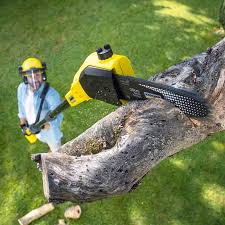 Best Tree and Shrub Care  in Seymour, TX
