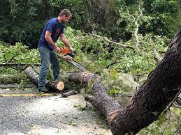 Best Tree Risk Assessment  in Seymour, TX
