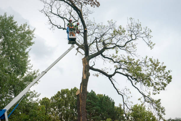 Best Tree Preservation Services  in Seymour, TX
