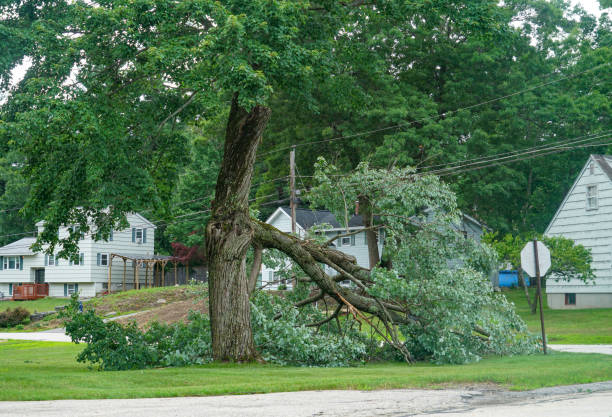  Seymour, TX Tree Removal Pros