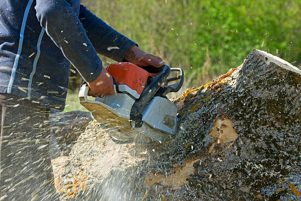 Best Seasonal Cleanup (Spring/Fall)  in Seymour, TX