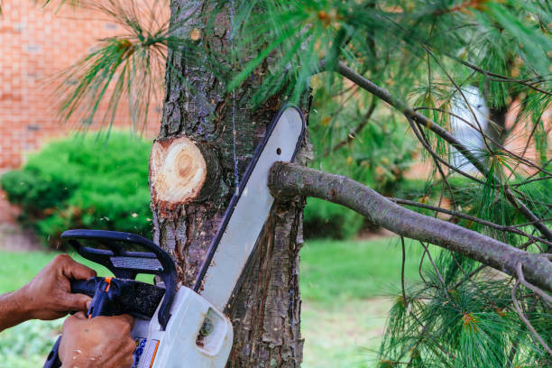 Best Utility Line Clearance  in Seymour, TX